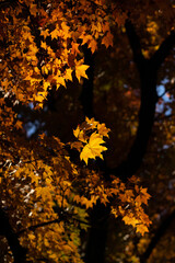 autumn leaves in the park