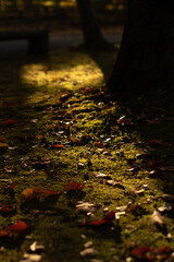 autumn leaves on the street