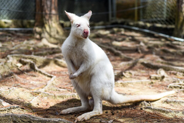 Obraz premium the white wallaby australian kangaroo standing alone