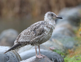 Wet seagull