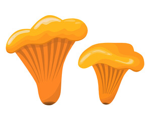 Golden chanterelle mushrooms