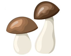 Porcini mushrooms