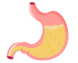 Human stomach. Internal organ