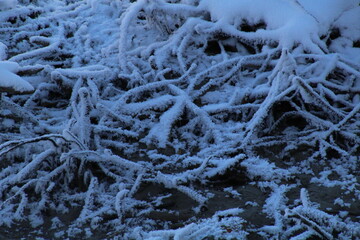 frost on the branches