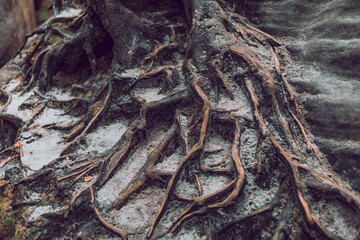 tree roots on the rock