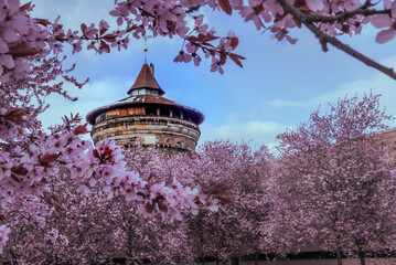 Cherry Blossoms in medieval town - obrazy, fototapety, plakaty