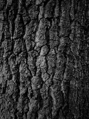 Colorless photo of a tree trunk with added effects