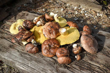 Yellow tubular texture and brown hats of oiler mushrooms (Suillus) lying on a wooden board, close-up