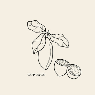 Line art cupuacu branch illustration