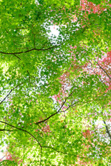 秋の気配が感じられる午後。日差しは強いが爽やかな風と共に色づき始めた木の葉が揺れる。全体的の明るめのトーンで撮影