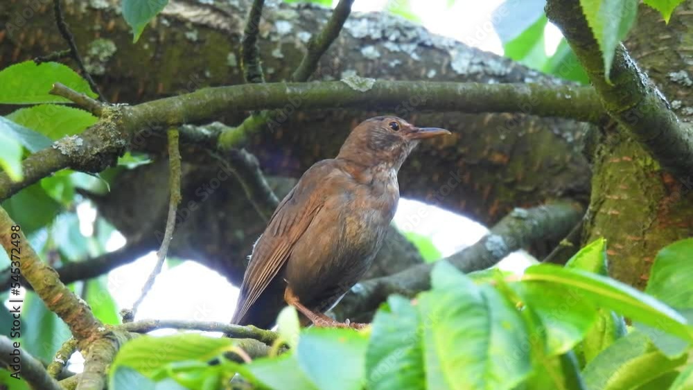 Canvas Prints young blackbird sitting on a sweet cherry branch and fly away