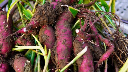 秋の味覚　収穫したばかりのサツマイモ