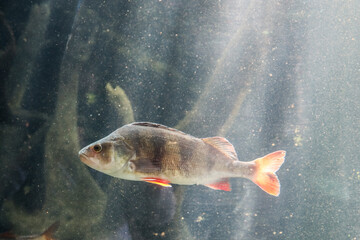 Freshwater fish in zoological garden