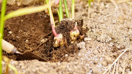 秋の畑で新生姜を収穫しているシーン