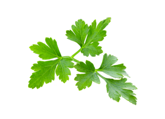 Fresh parsley herb isolated on transparent png