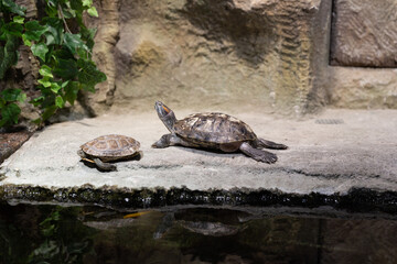 turtle on the rock