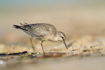 Shorebird - juvenile Calidris canutus, Red Knot on the Baltic Sea shore, migratory bird Poland Europe