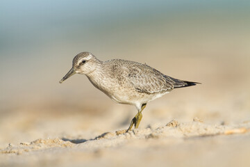 Shorebird - juvenile Calidris canutus, Red Knot on the Baltic Sea shore, migratory bird Poland Europe