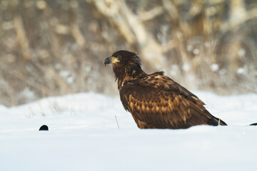 Majestic predator White-tailed eagle, Haliaeetus albicilla in Poland wild nature