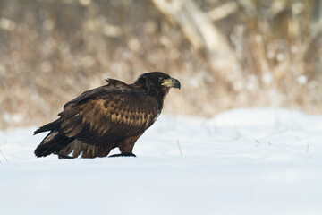 Majestic predator White-tailed eagle, Haliaeetus albicilla in Poland wild nature