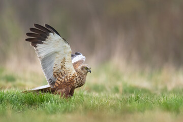 Flying Birds of prey Marsh harrier Circus aeruginosus, hunting time Poland Europe