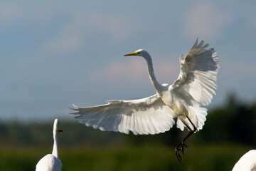 Bird Egretta alba Great Egret white bird on dark black background White Heron