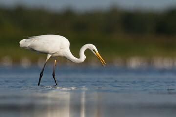 Bird Egretta alba Great Egret white bird on dark black background White Heron