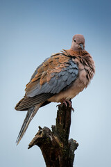 Laughing dove looks down from tree stump