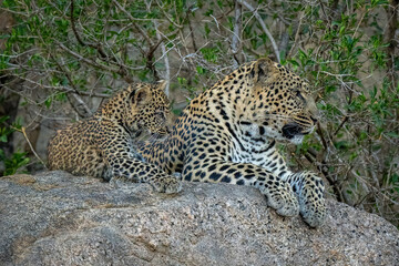 Leopard and cub lying side-by-side on rock
