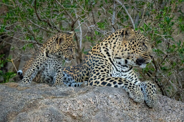 Leopard and cub lie side-by-side on rock