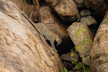 Leopard climbs down steep rock towards bush