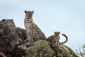 Leopard and cub sitting on sunlit rock