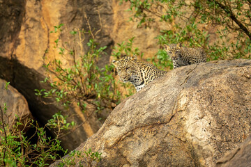 Naklejka na ściany i meble Leopard and cub look down from rock