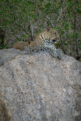 Leopard lies near cub on shady rock