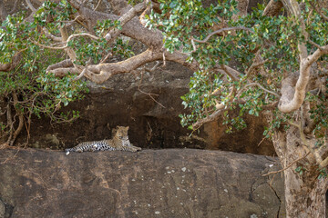 Leopard lies on ledge framed by branches