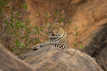 Leopard lies closing eyes on rocky boulder