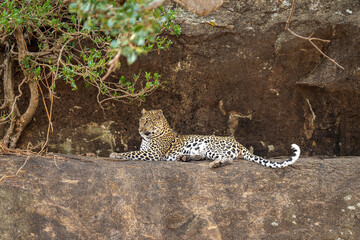 Leopard lies on ledge beside tangled bush