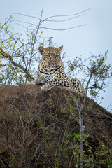 Leopard lies on boulder staring through bushes