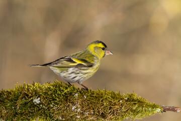 Bird Siskin Carduelis spinus male, small yellow bird, winter time in Poland Europe
