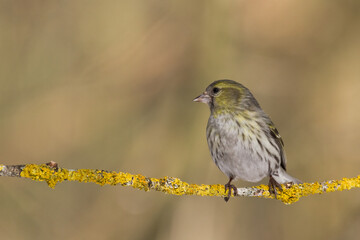 Bird Siskin Carduelis spinus male, small yellow bird, winter time in Poland Europe