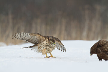 Birds of prey Goshawk Accipiter gentilis juvenile bird hunting time Poland Europe