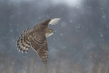 Birds of prey Goshawk Accipiter gentilis juvenile bird hunting time Poland Europe