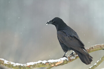 flying Bird beautiful raven Corvus corax North Poland Europe