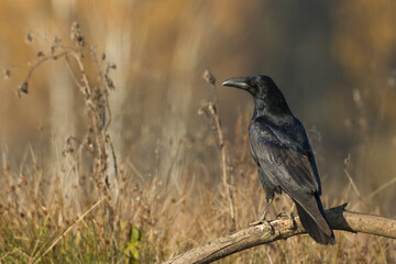 flying Bird beautiful raven Corvus corax North Poland Europe
