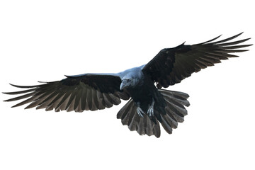 Birds flying raven isolated on white background Corvus corax. Halloween - flying bird. silhouette...
