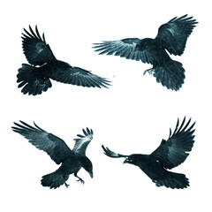 Birds flying ravens isolated on white background Corvus corax. Halloween - mix four birds