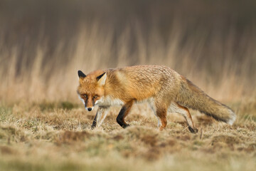 Fox Vulpes vulpes in autumn scenery, Poland Europe, animal walking among autumn meadow	