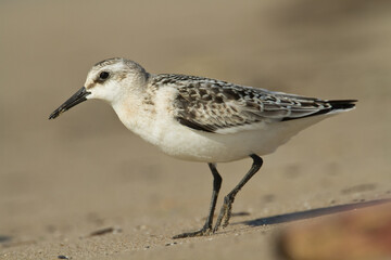 bird - Sanderling Calidris alba adult migratory bird, shorebird
