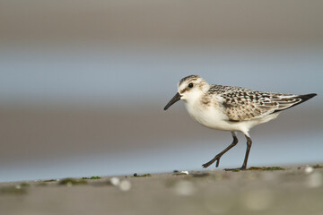 bird - Sanderling Calidris alba adult migratory bird, shorebird