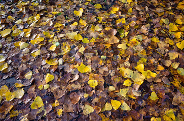 golden maple leaves on the ground in fall